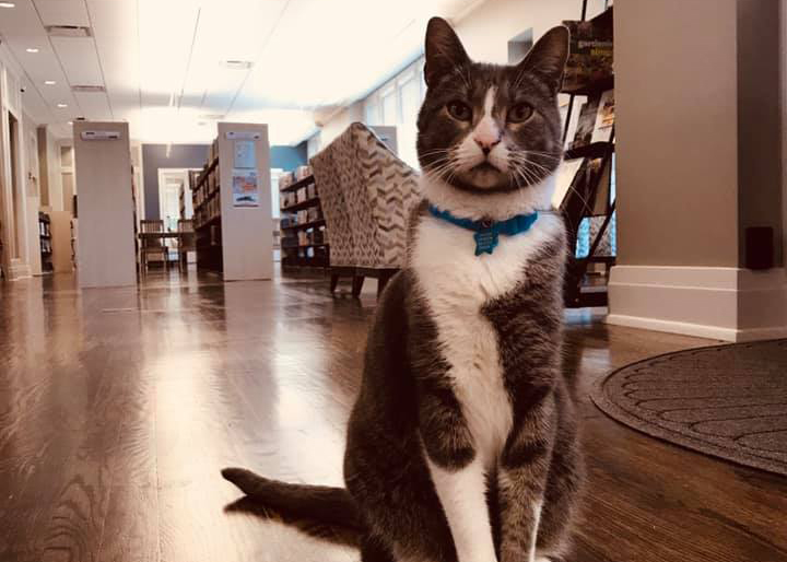 Socks the Library Cat