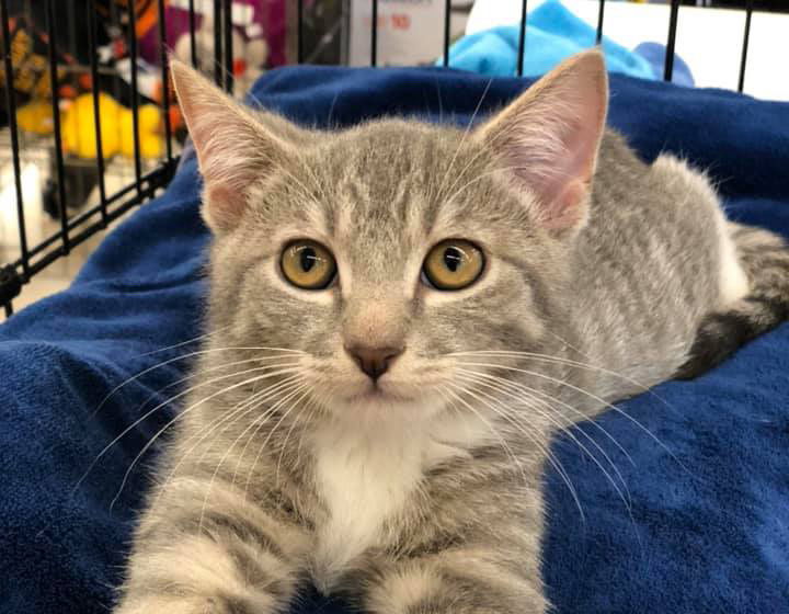 Rescue Spotlight: Kitty Kat Haven and Rescue